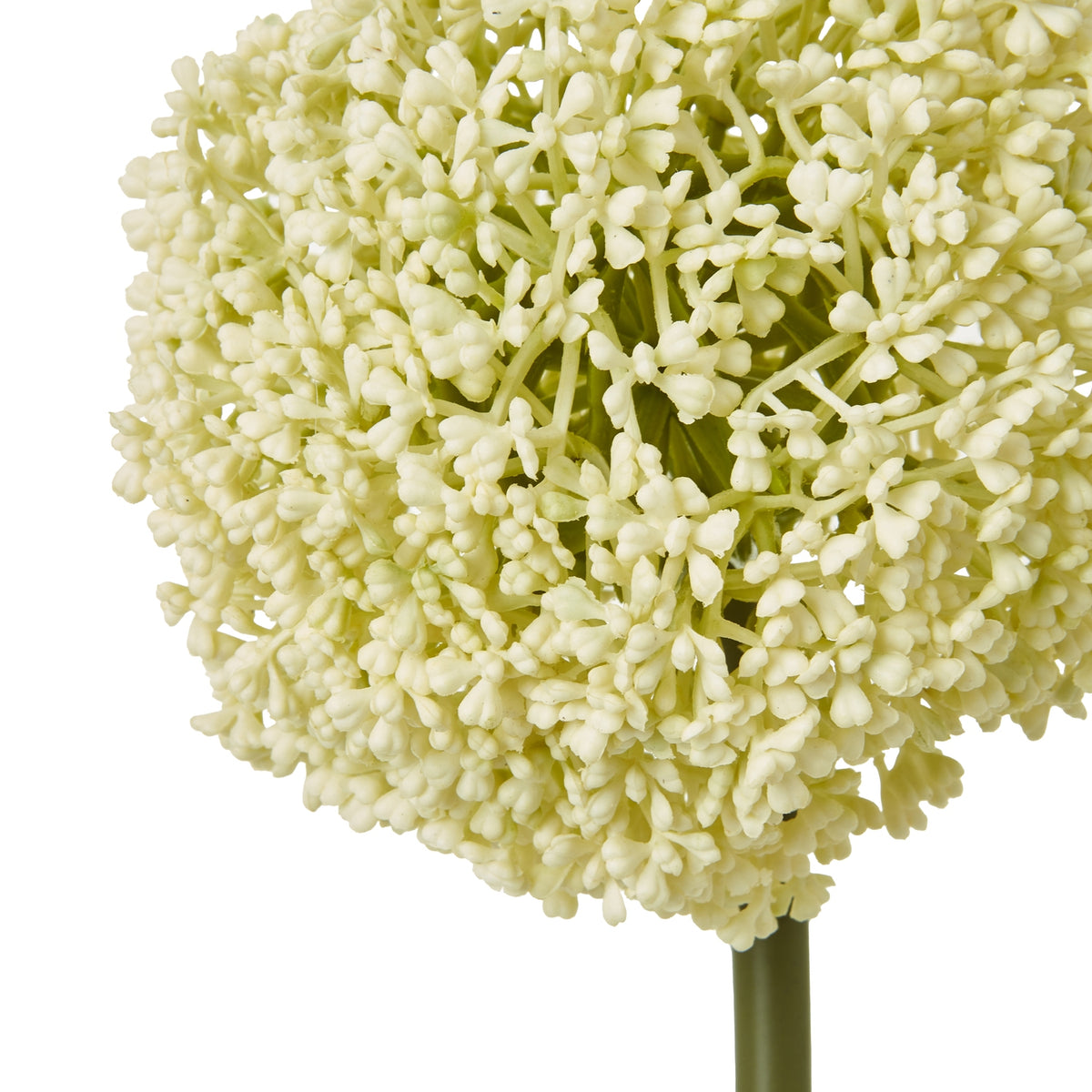 Cream Medium Allium Stem - Cream