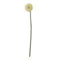 Cream Medium Allium Stem