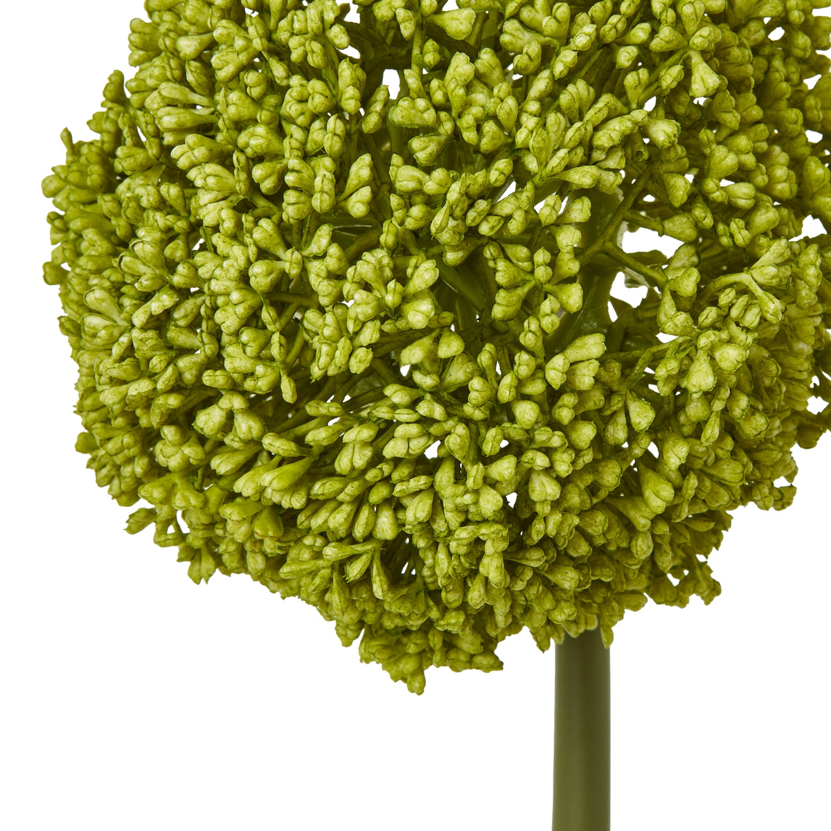 Green Allium Stem - Green