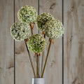 Green Giant Allium Stem