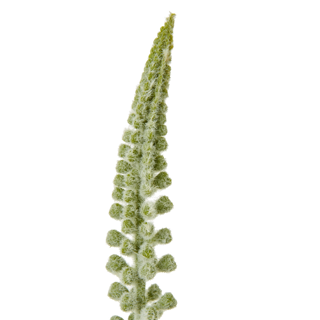 White Eremurus Stem - White