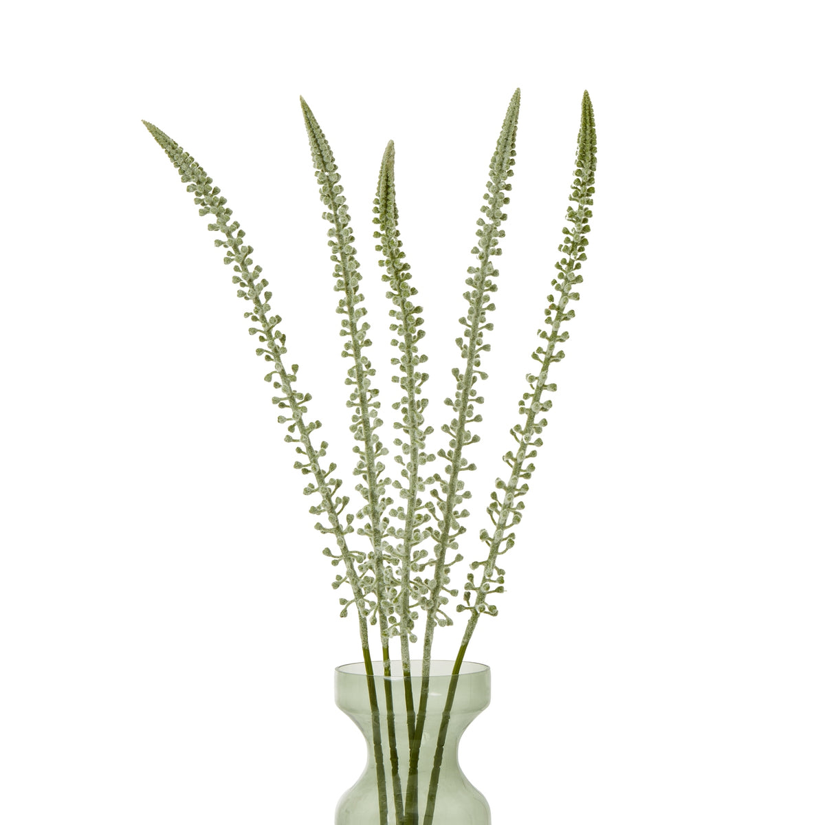 White Eremurus Stem - White