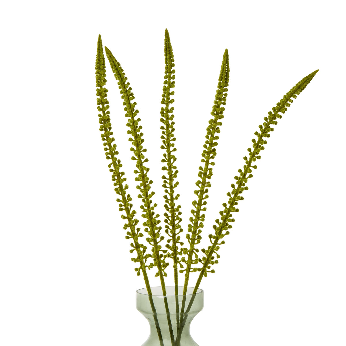 Green Eremurus Stem - Green