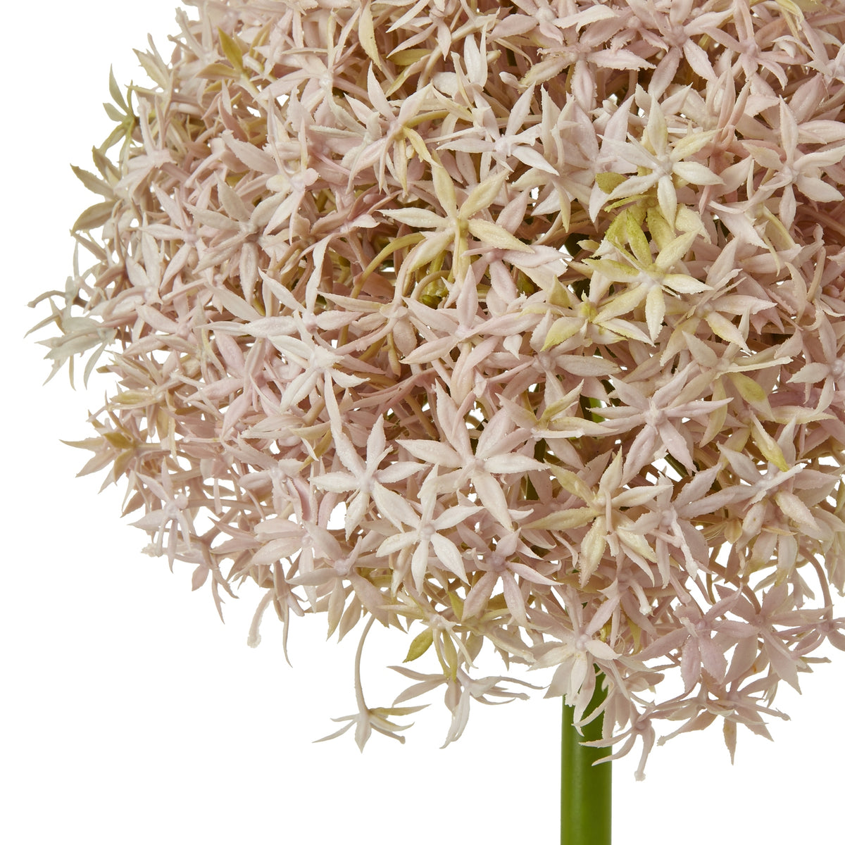 Lilac Giant Allium Stem - Lilac