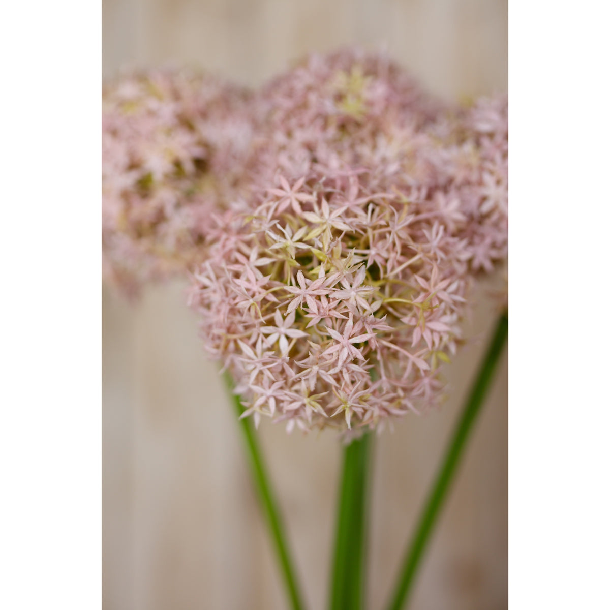 Lilac Giant Allium Stem - Lilac