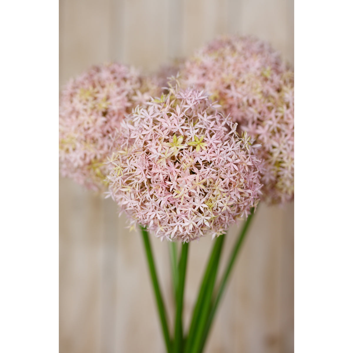 Lilac Medium Allium Stem - Lilac