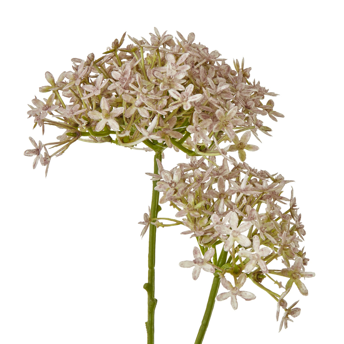 Lilac Crown Hydrangea Stem - Lilac