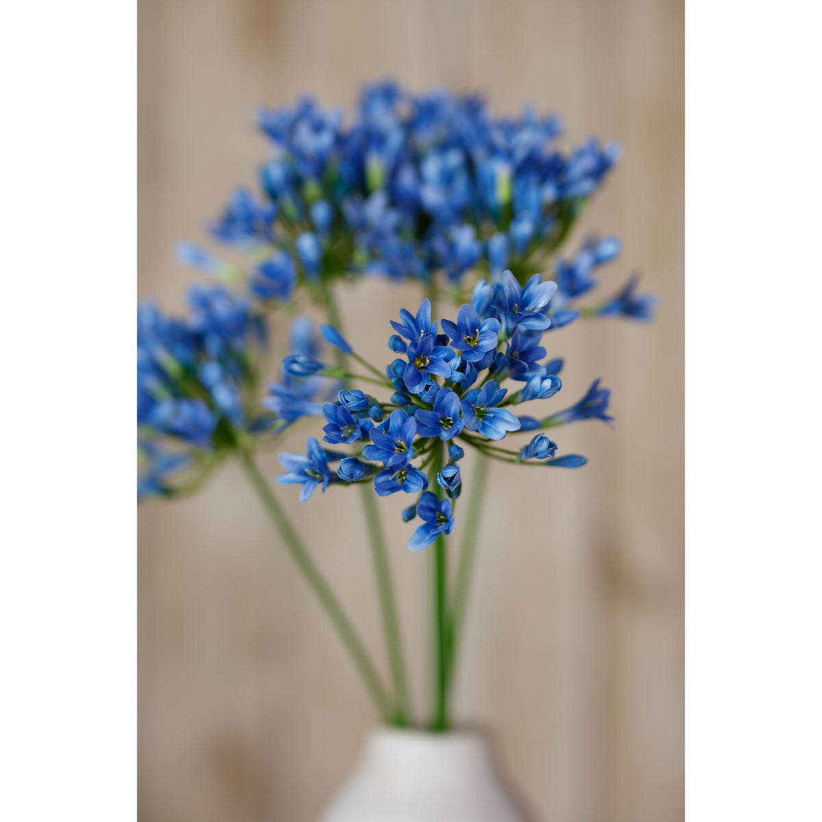 Blue Agapanthus Stem - Blue