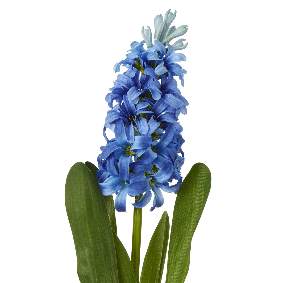 Blue Hyacinth Stem - Blue