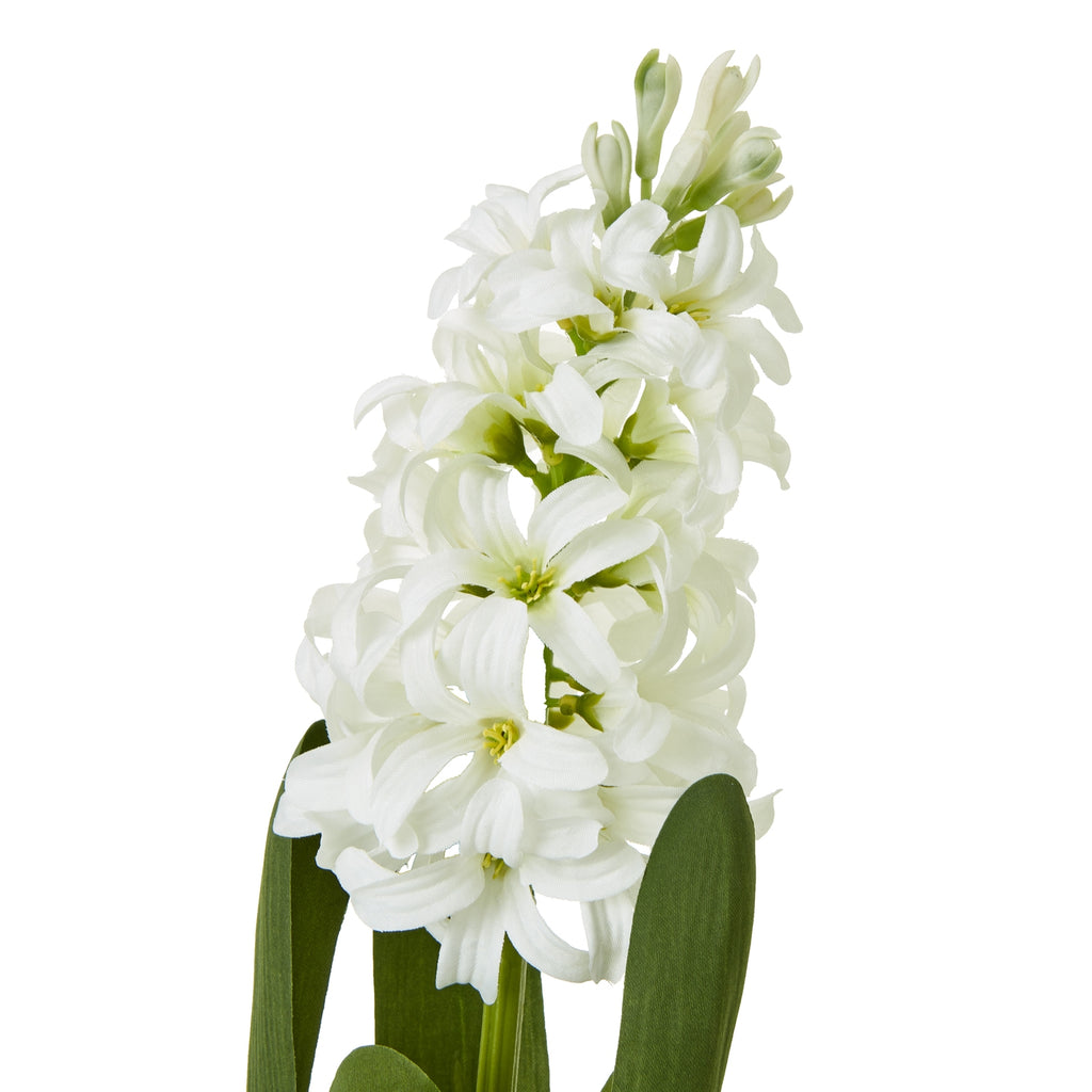 White Hyacinth Stem - White