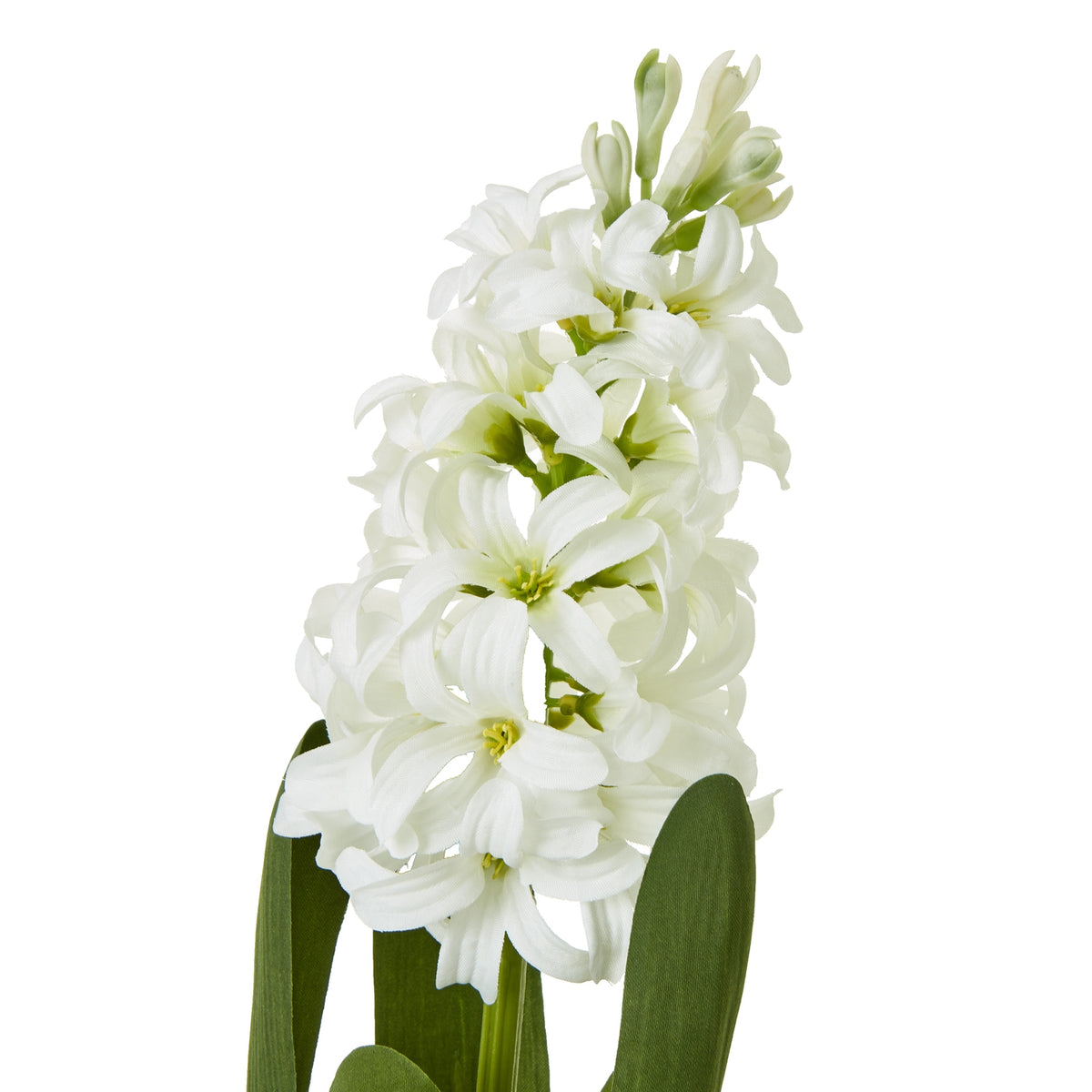 White Hyacinth Stem - White