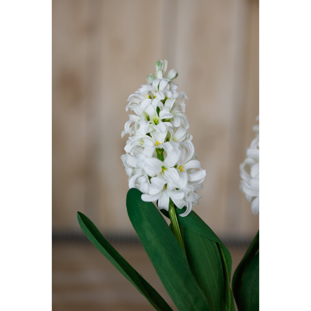 White Hyacinth Stem - White