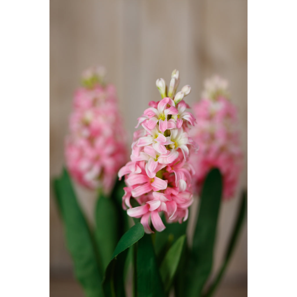 Pink Hyacinth Stem - Pink