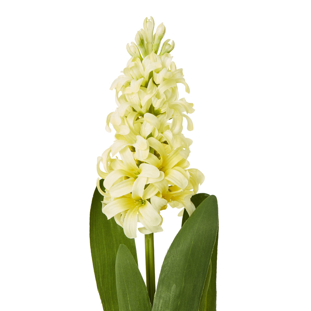 Yellow Hyacinth Stem - Yellow