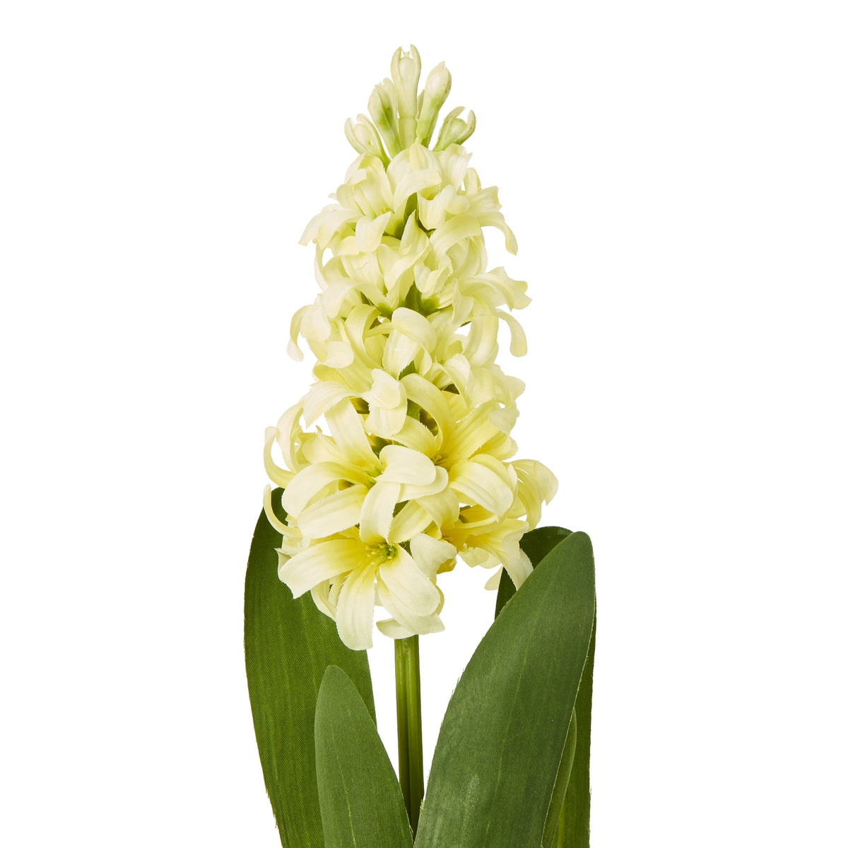 Yellow Hyacinth Stem - Yellow