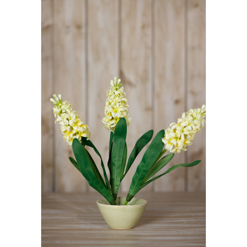 Yellow Hyacinth Stem - Yellow