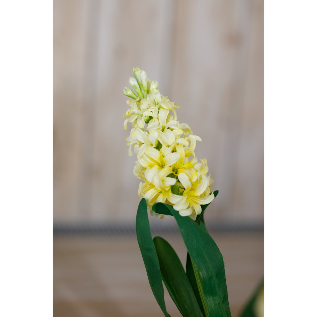 Yellow Hyacinth Stem - Yellow