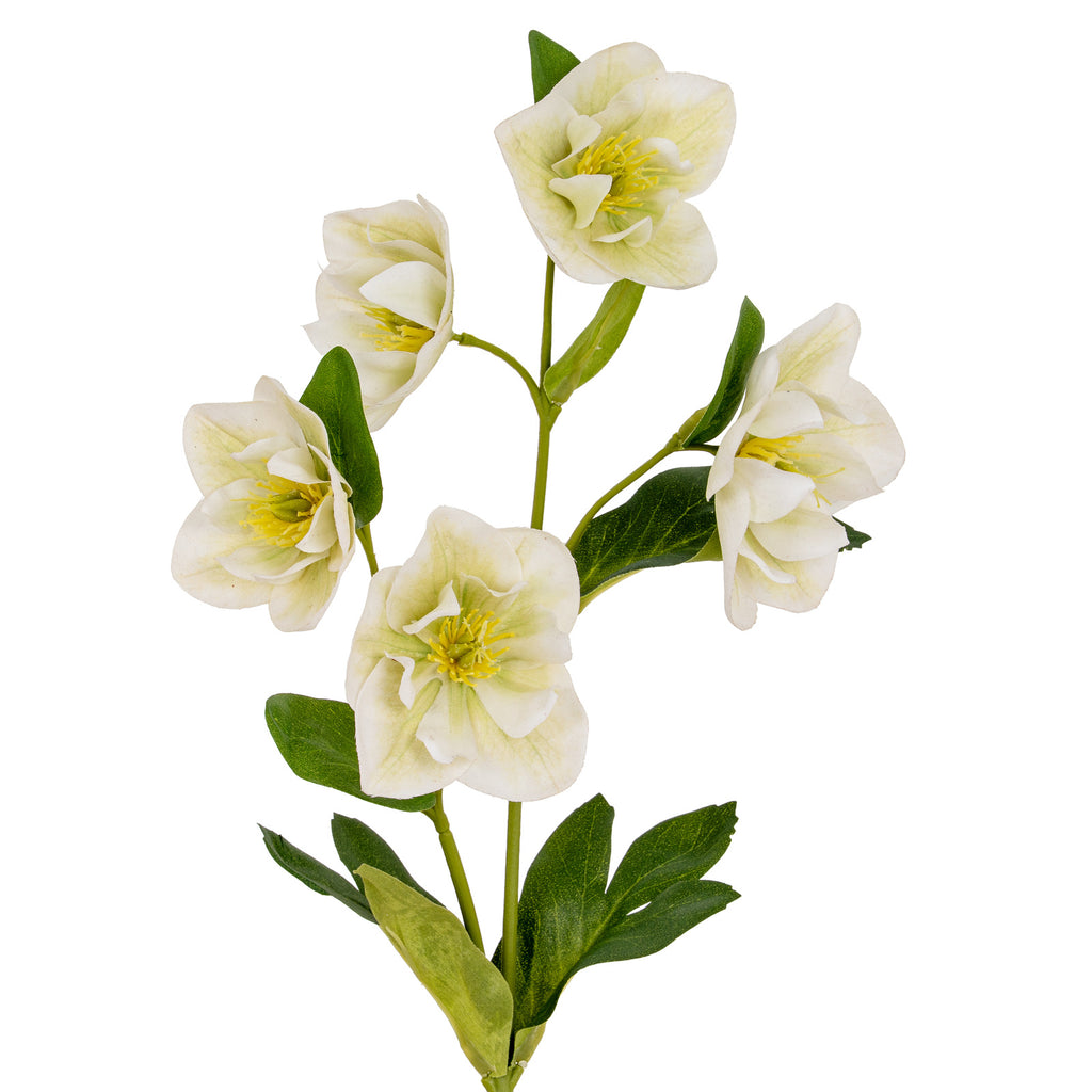 White Hellebore Stem - White