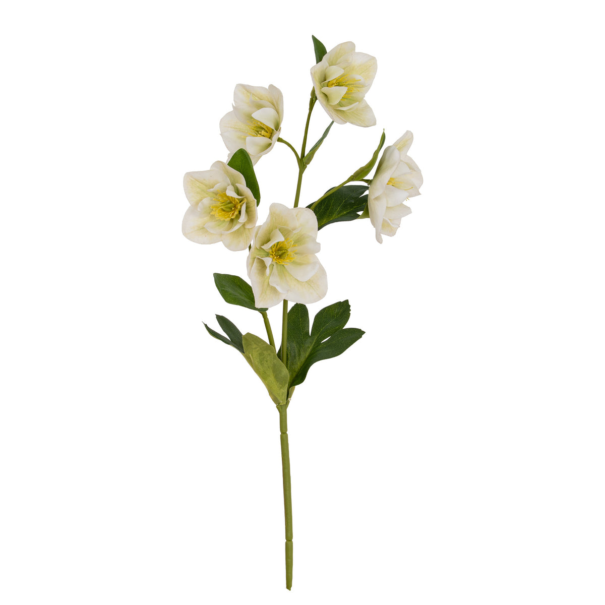 White Hellebore Stem - White
