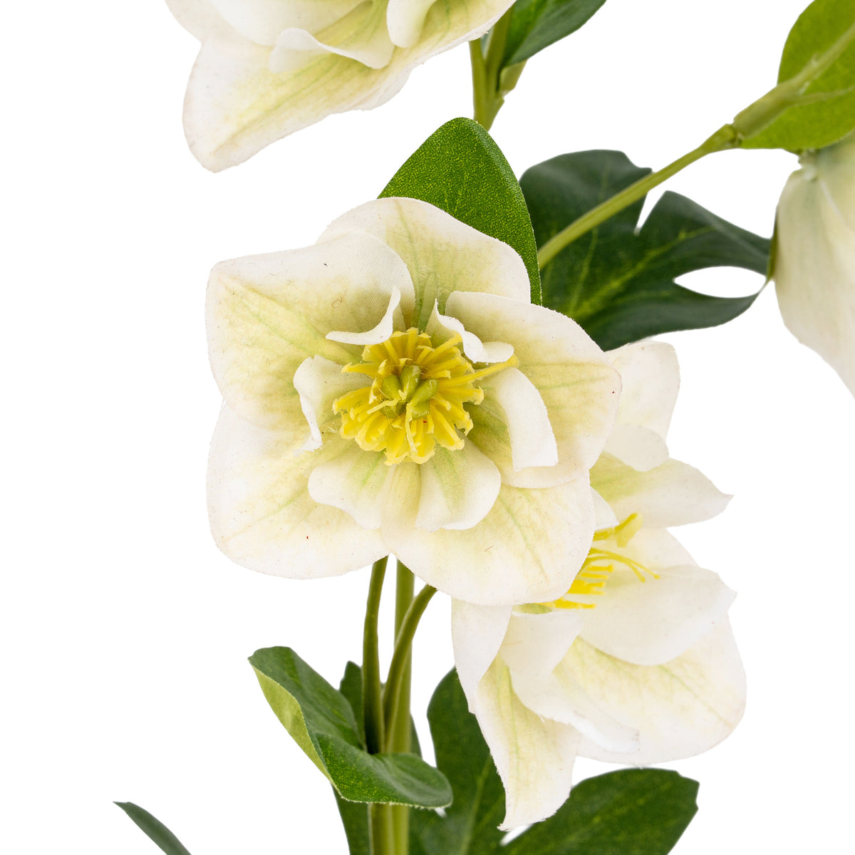 White Hellebore Stem - White