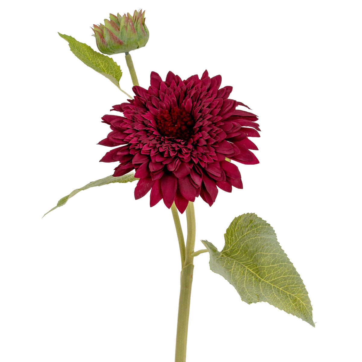 Dahlia Burgundy Raven Stem