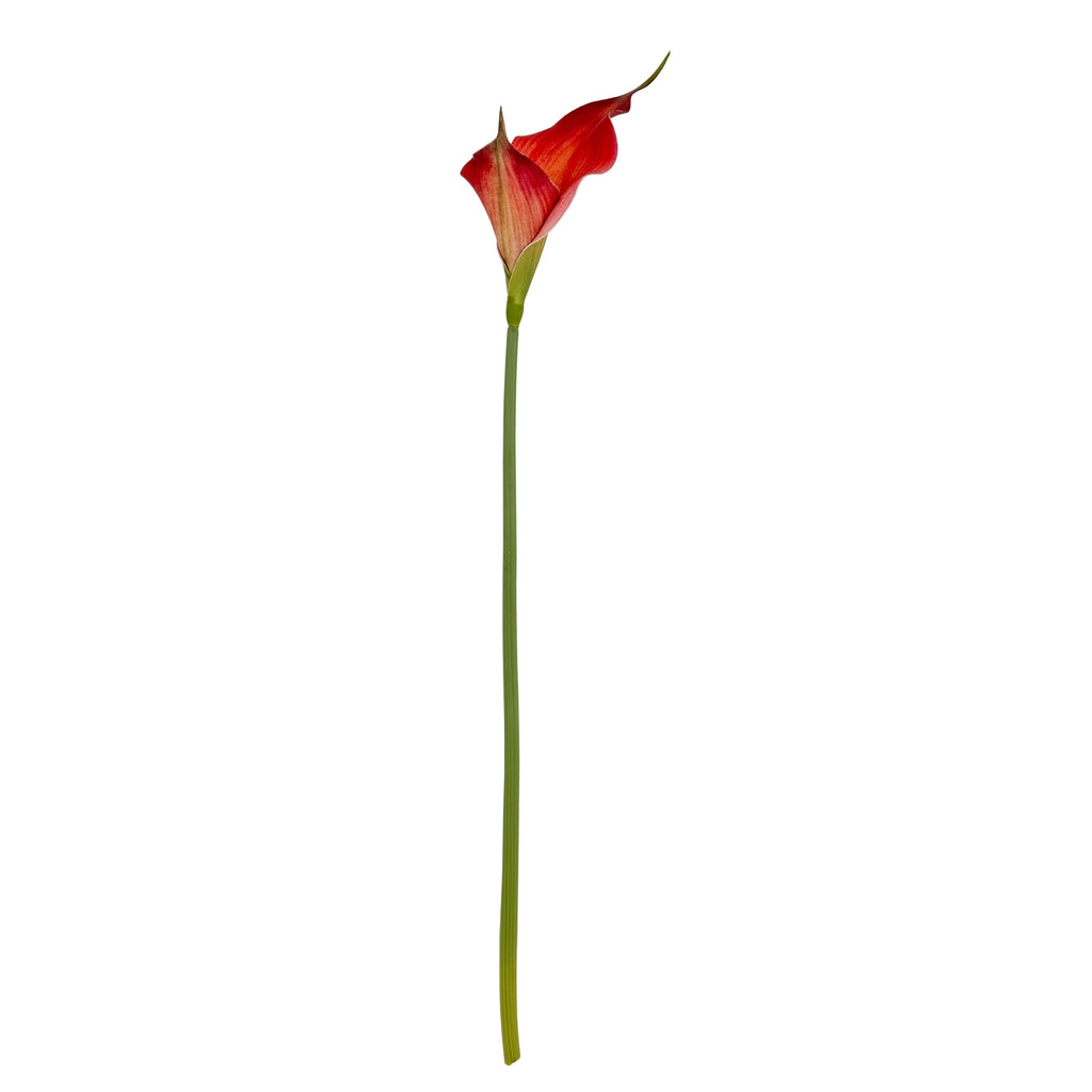 Fireball Calla Lily - Red