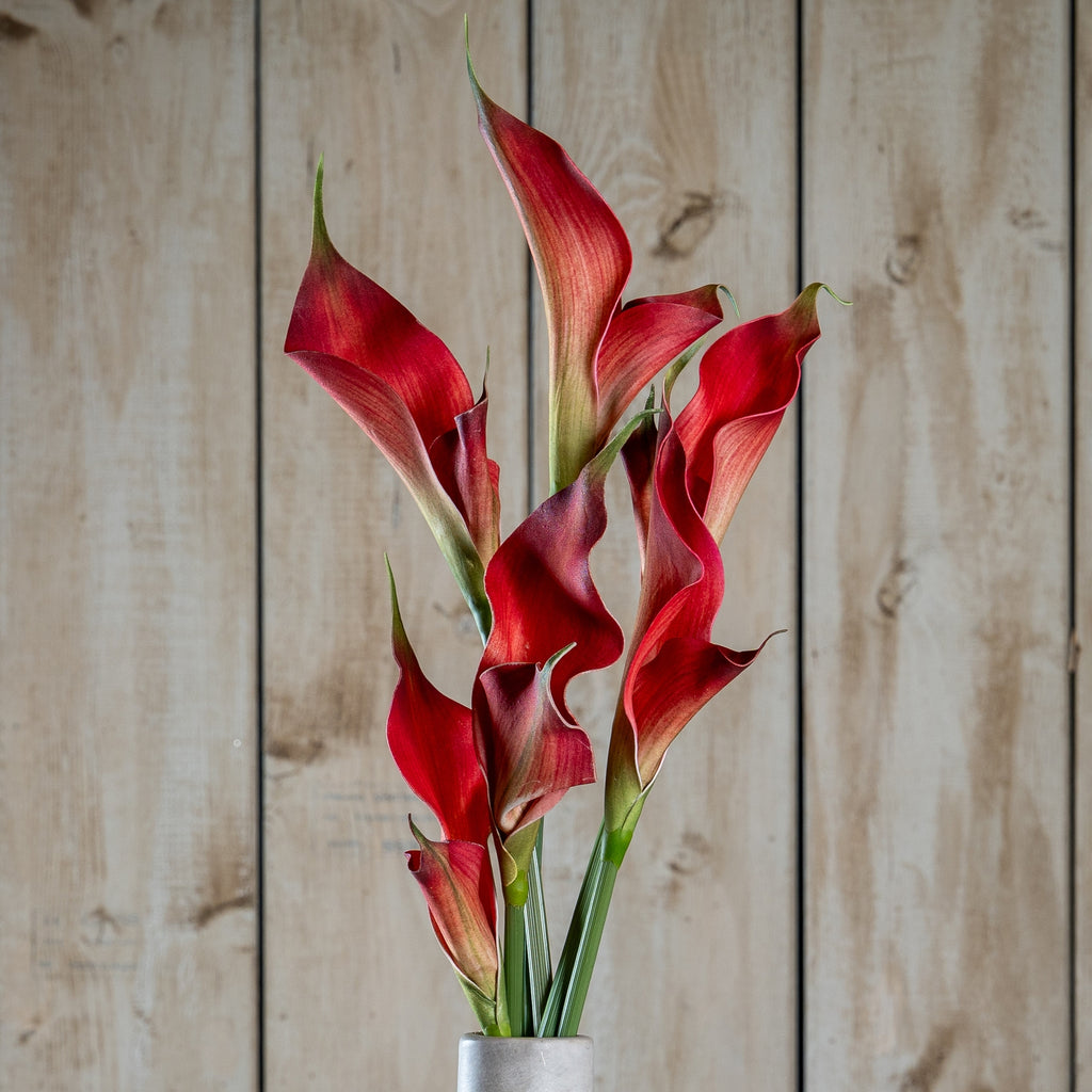 Fireball Calla Lily - Red