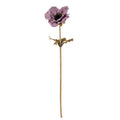 Purple Anemone Stem