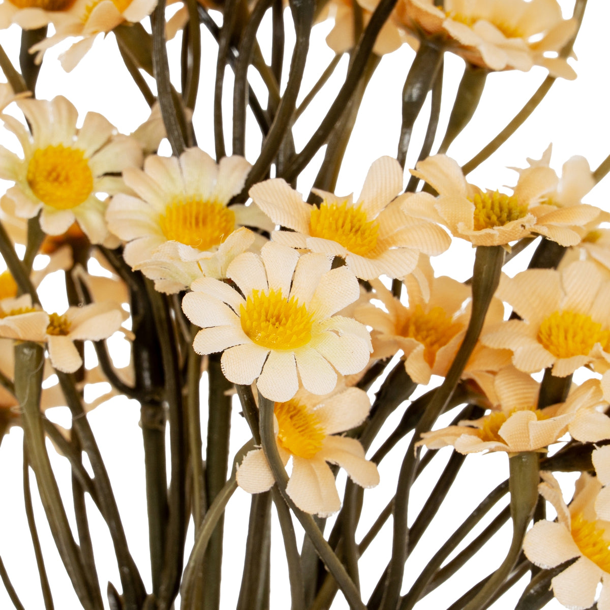 Cream Daisy Bunch - Cream