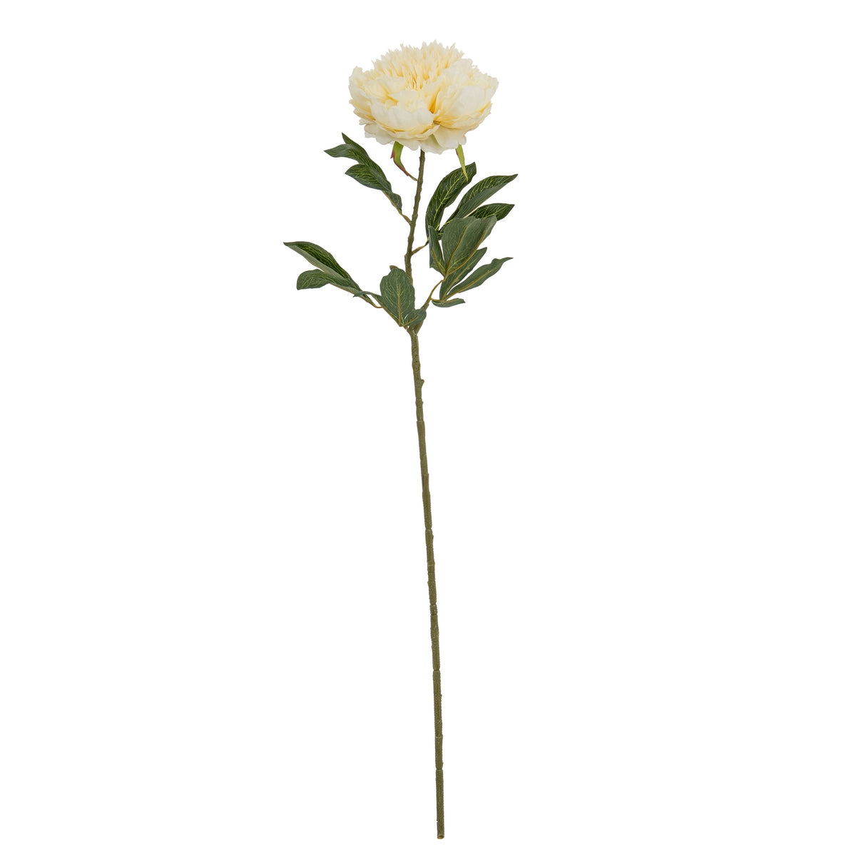Large Buttermilk Double Peony Stem - Cream