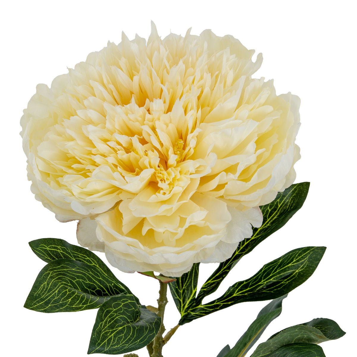 Large Buttermilk Double Peony Stem - Cream