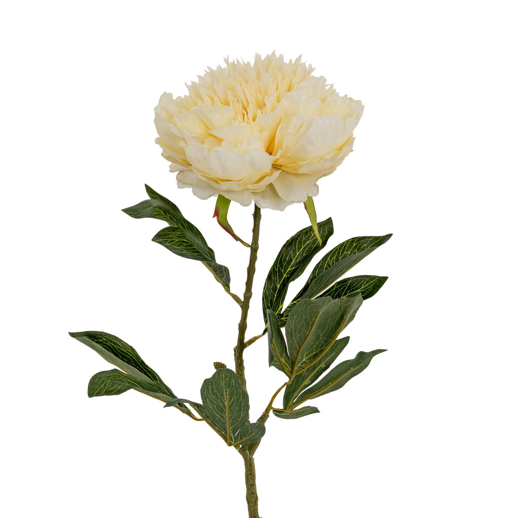 Large Buttermilk Double Peony Stem - Cream