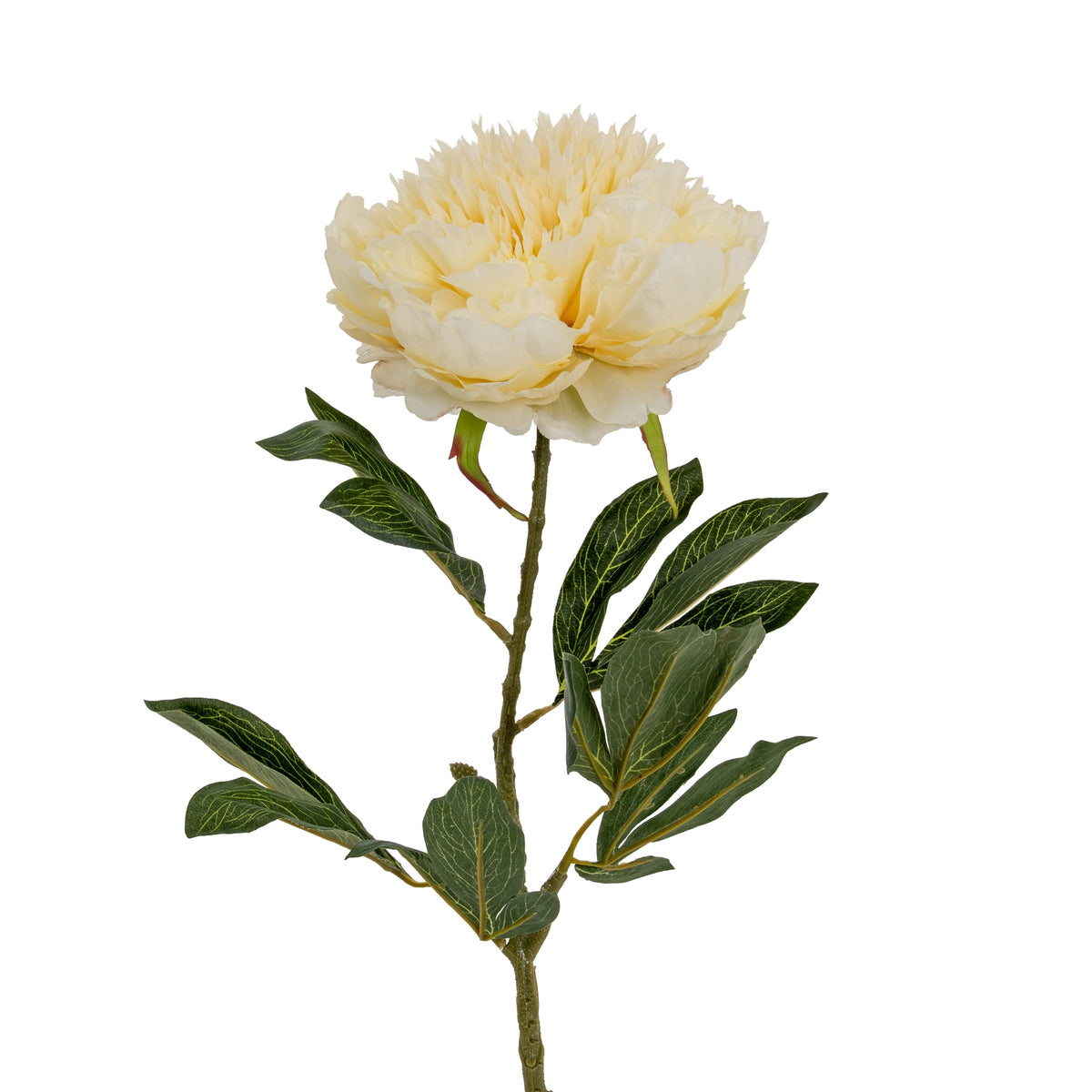 Large Buttermilk Double Peony Stem - Cream