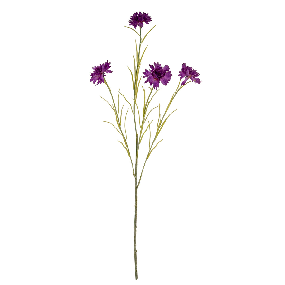 Purple Cornflower Stem - Purple