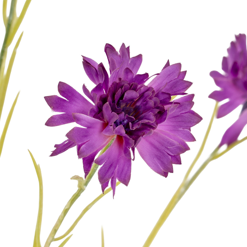 Purple Cornflower Stem - Purple